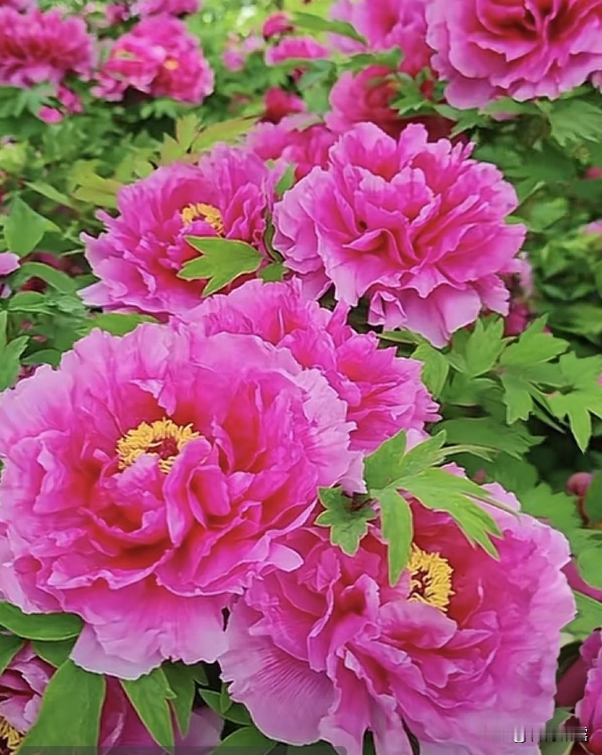 春，是新生，是治愈，是奔赴，是世间所有美好的开端。保持心情愉悦，万物随春醒，美好