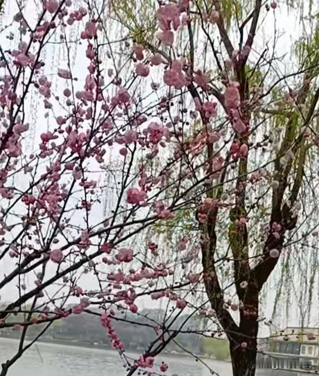 人家云昊为小姨“二八事件”告状申诉奔波多年，有多少家庭晚辈能做到牺牲小家，辞去稳