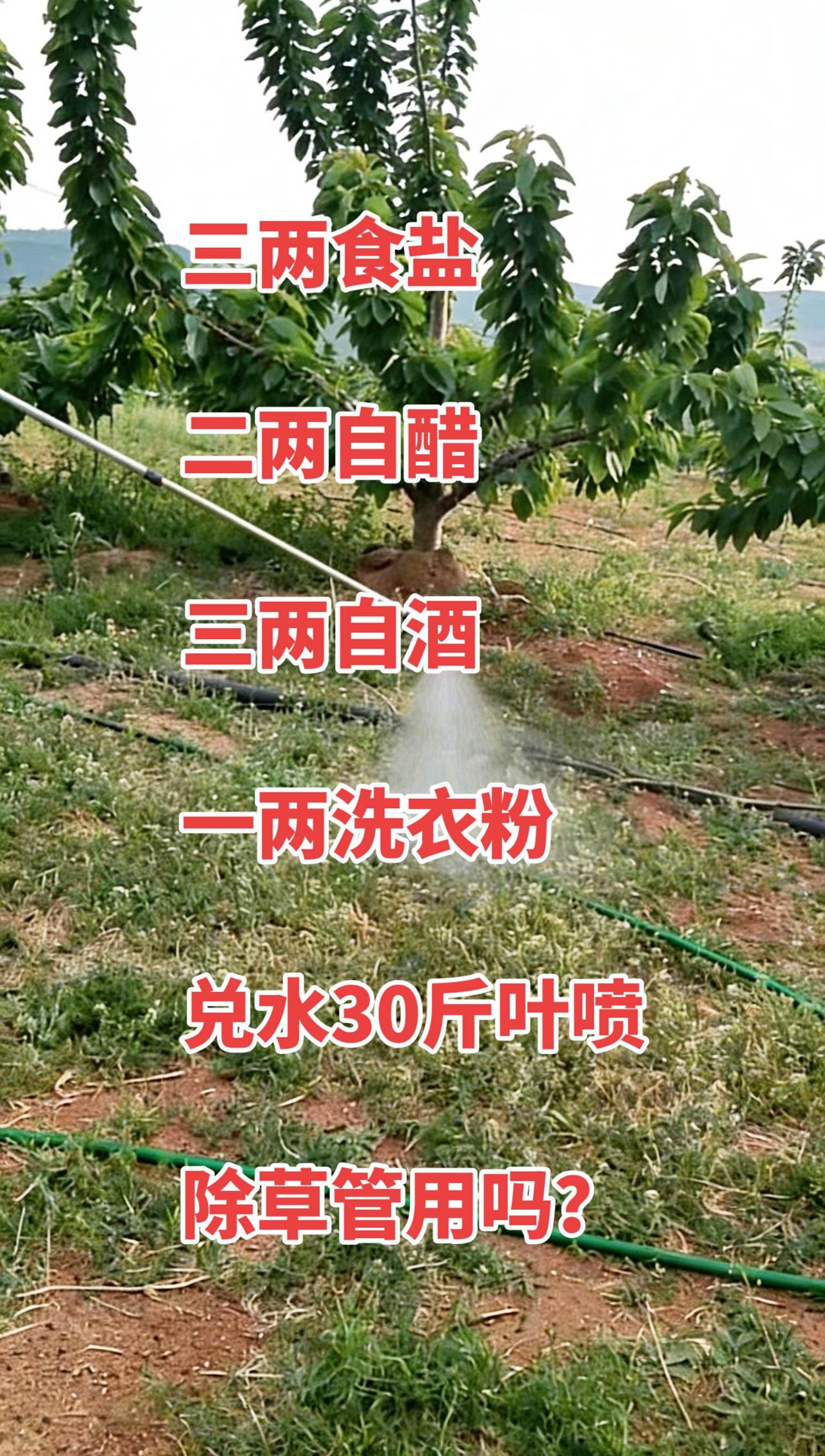 这个除草剂小配方在网上传播了很长一段时间了，而且播放量很高，但不建议大家大面积使