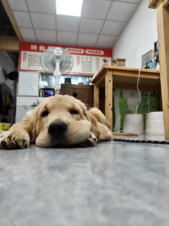 尊敬的网姨   您关注的小狗变色了
