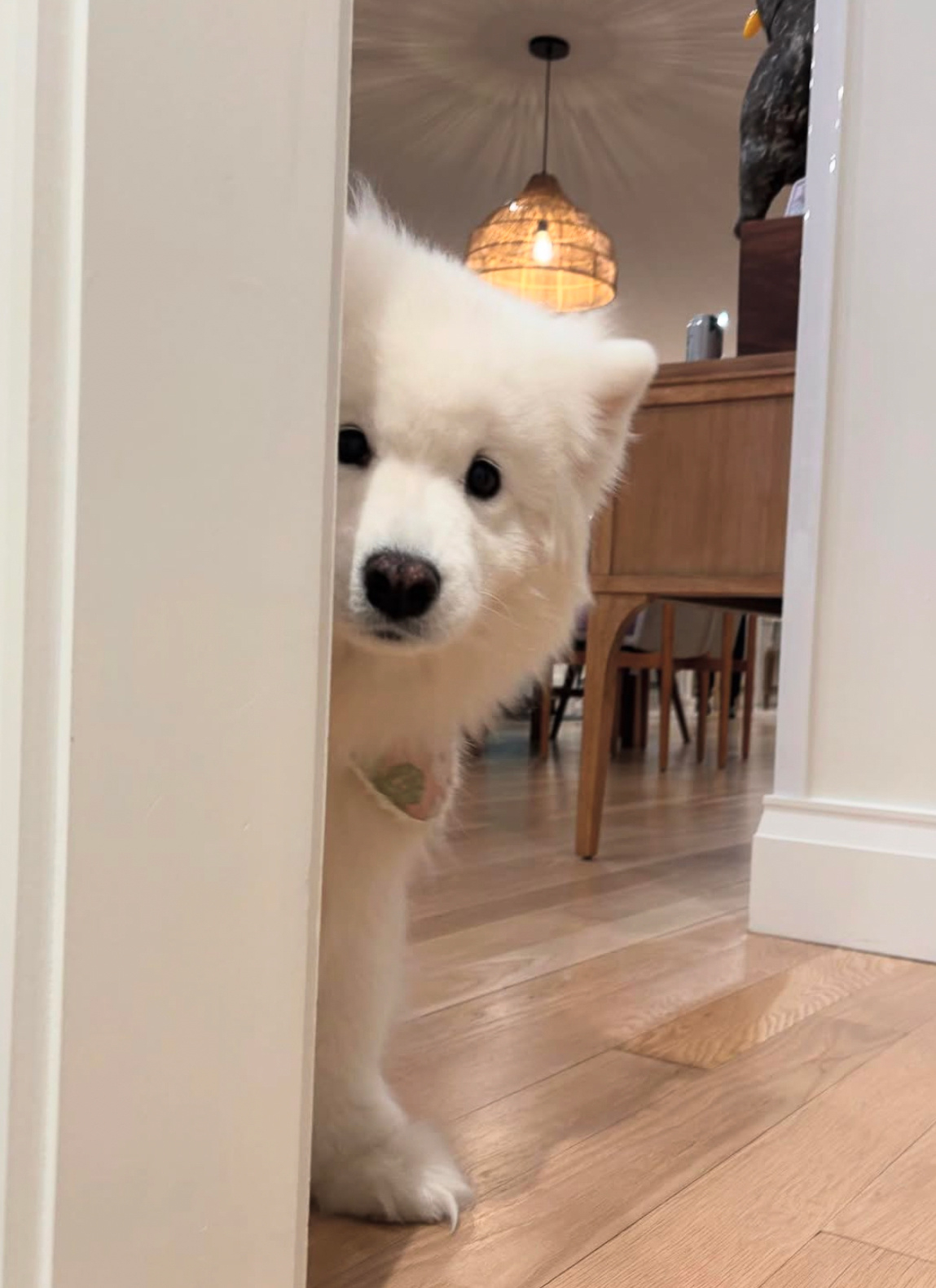 狗狗祟祟耶 ​​​
