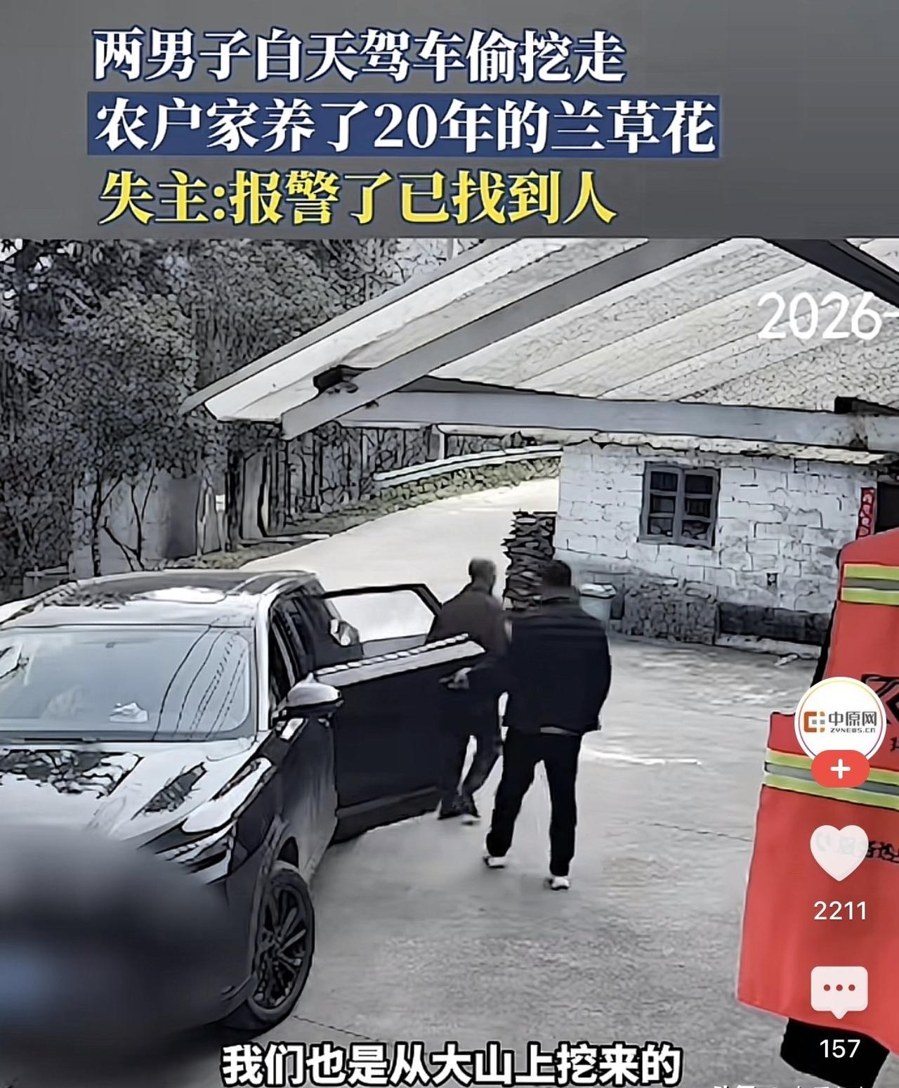 六安一农户养了20年的兰花被偷，

两人开着黑车白天抢走，

监控拍得清清楚楚。