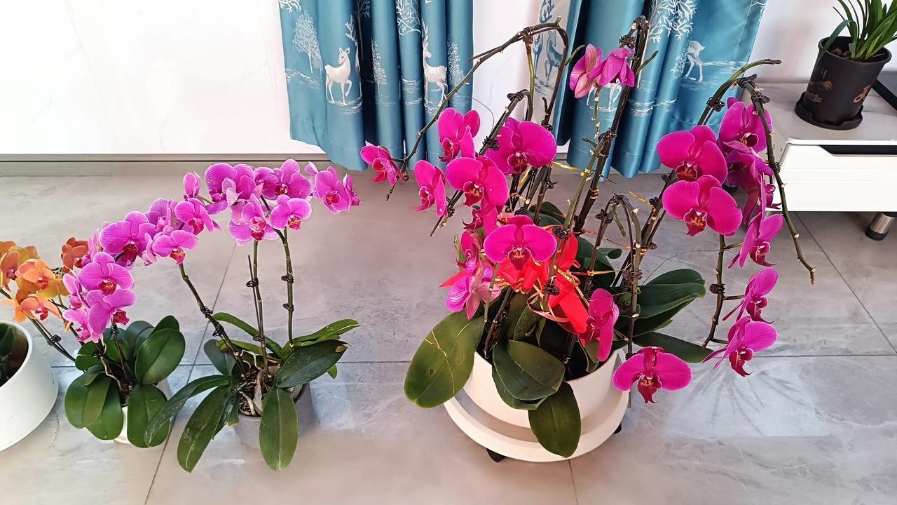 晒图笔记大赛看看我家嫂子养的蝴蝶兰，三种颜色，怒放着迎接新的一年！