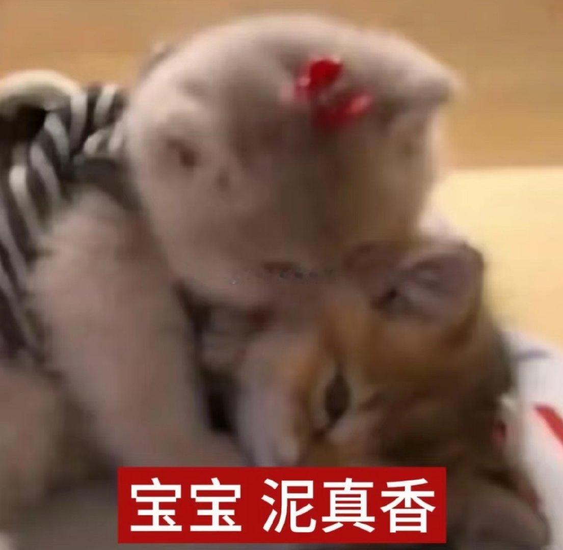 🐺就是十足的大坏蛋！我说的！🐺今天回来后格外粘人～可能是昨晚没有抱抱我今天回