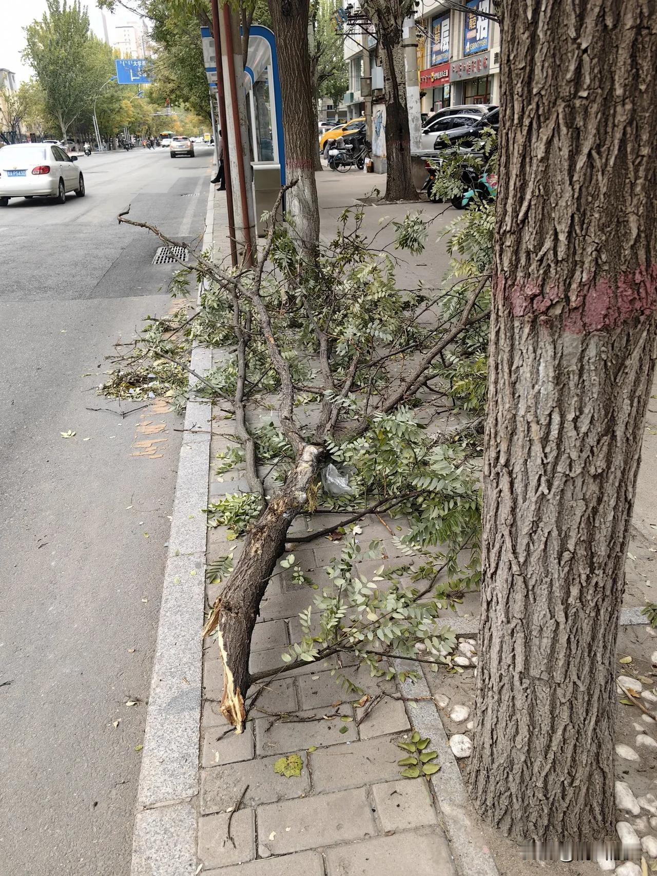 这风不小，不知道有没有灾情？

早上路过大学西街地铁2号线D出口西侧不远处，见到