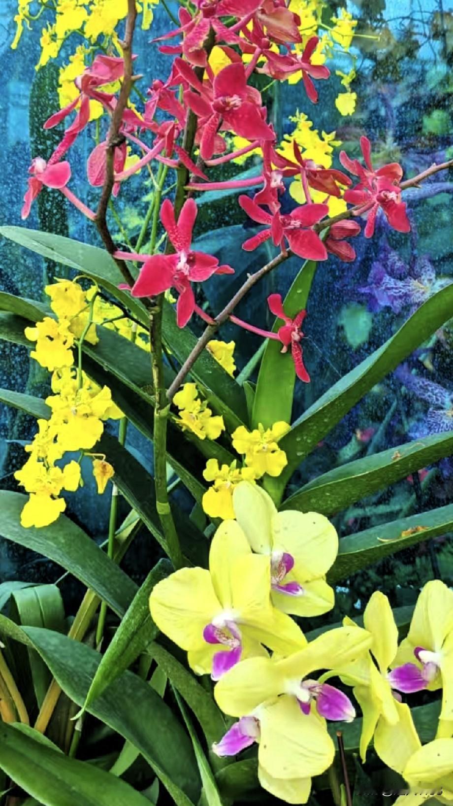 又来对对联喽！
友请你对下联吧。

❄❄<<原创>>❄❄

[玫瑰][玫瑰][微