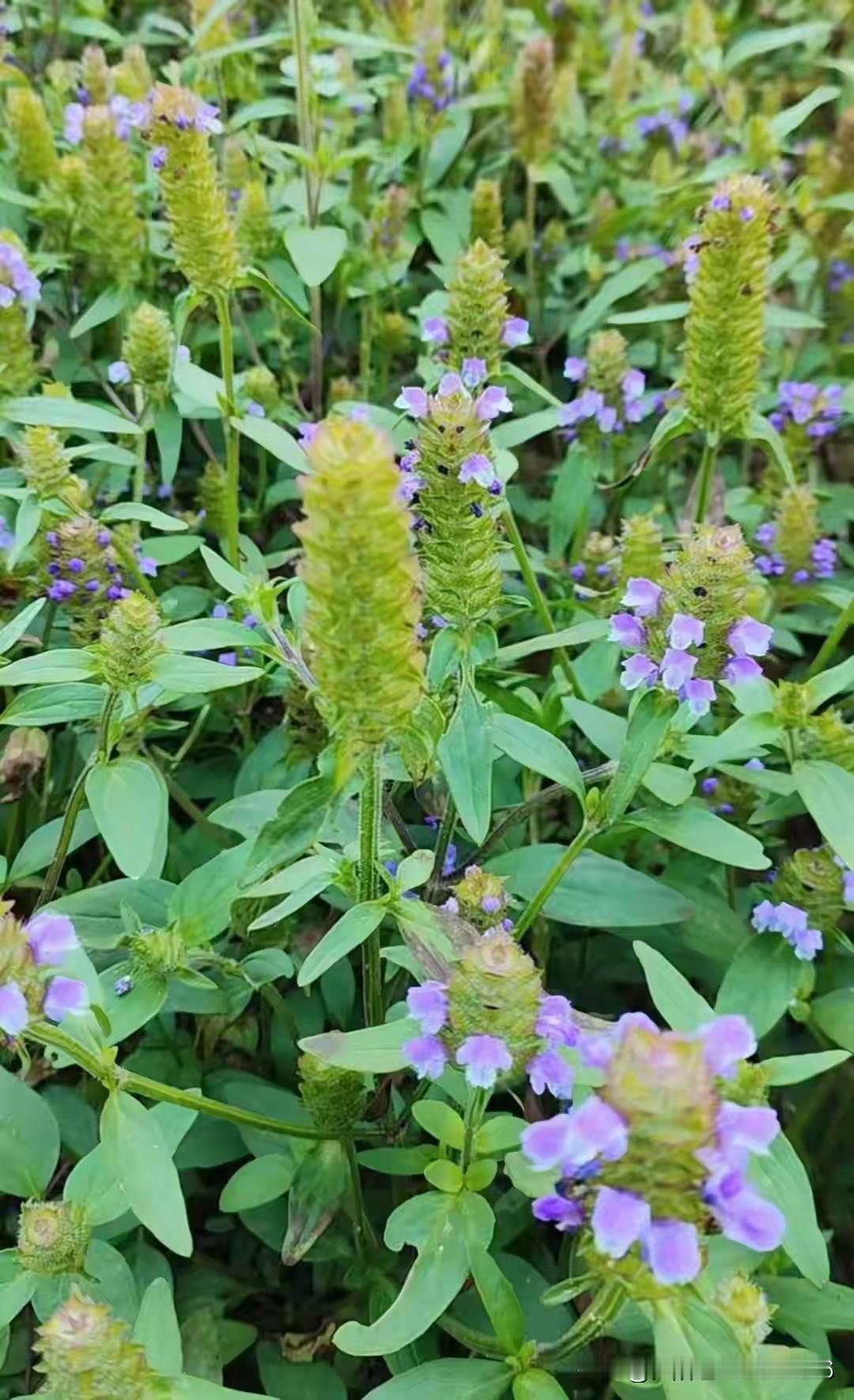 人生《释怀与放下》

不讨好世俗眼光，
不迎合他人期待，
活成自己喜欢的样子。