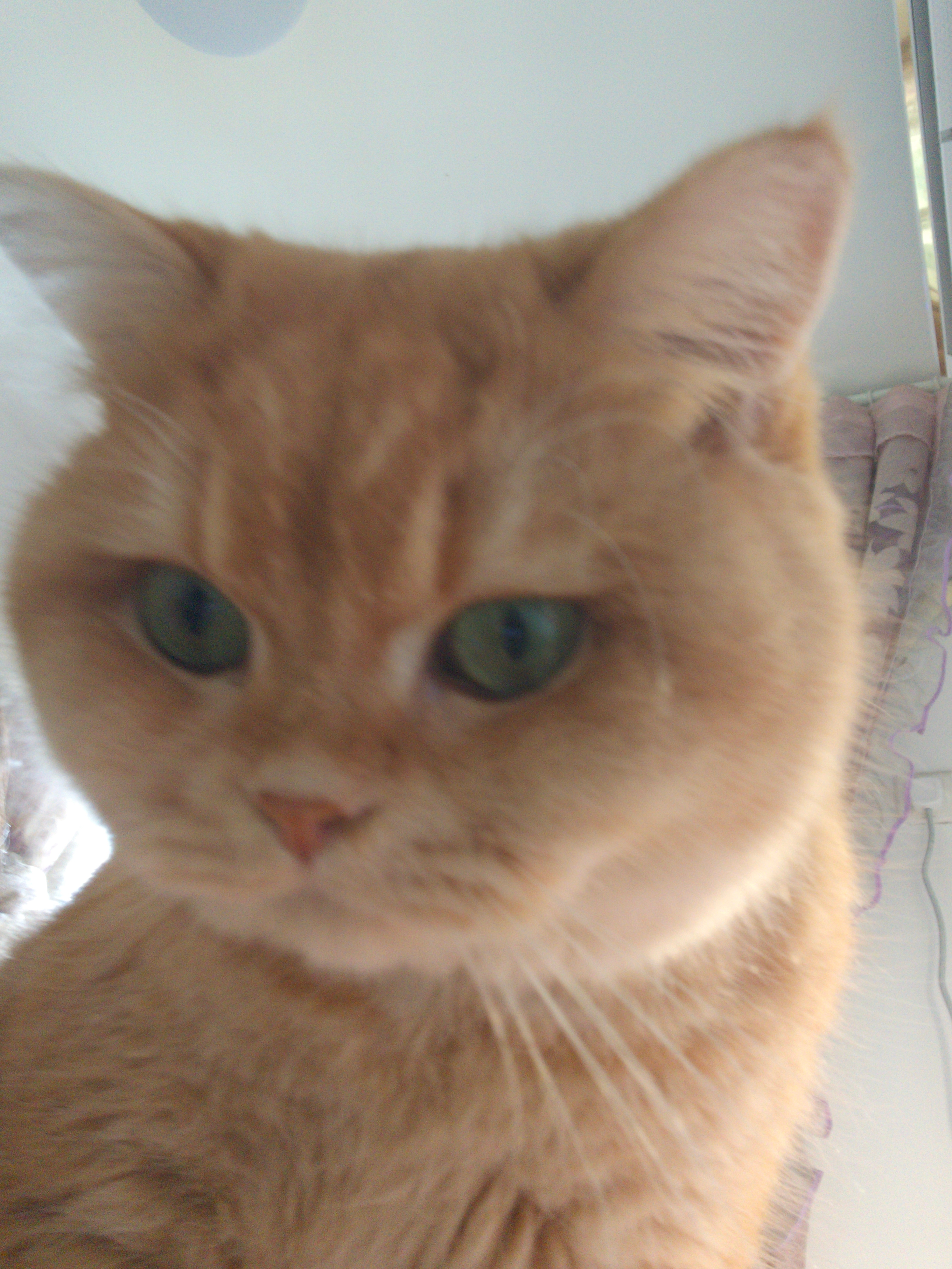 自信小猫咪自信自拍 ​​​