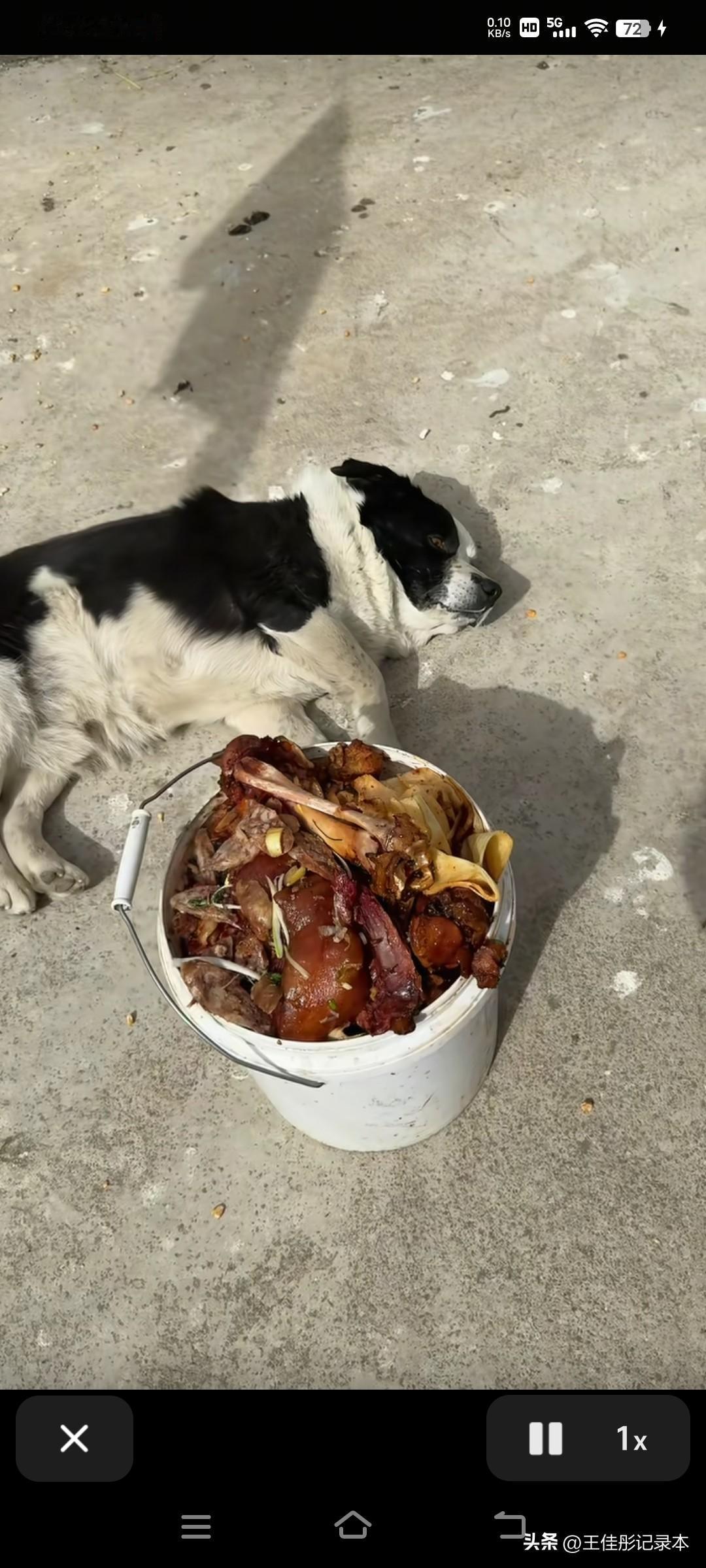 过年顿顿大鱼大肉，还剩下这么多，都给狗吃，狗也吃腻了！
这年也过完了，你家剩菜是