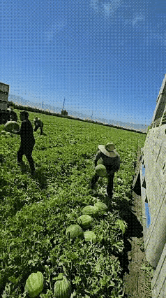 哇！一望无际的西瓜地，今年西瓜收成真好啊！
瓜农们正在整车装瓜，他们传瓜的速度，