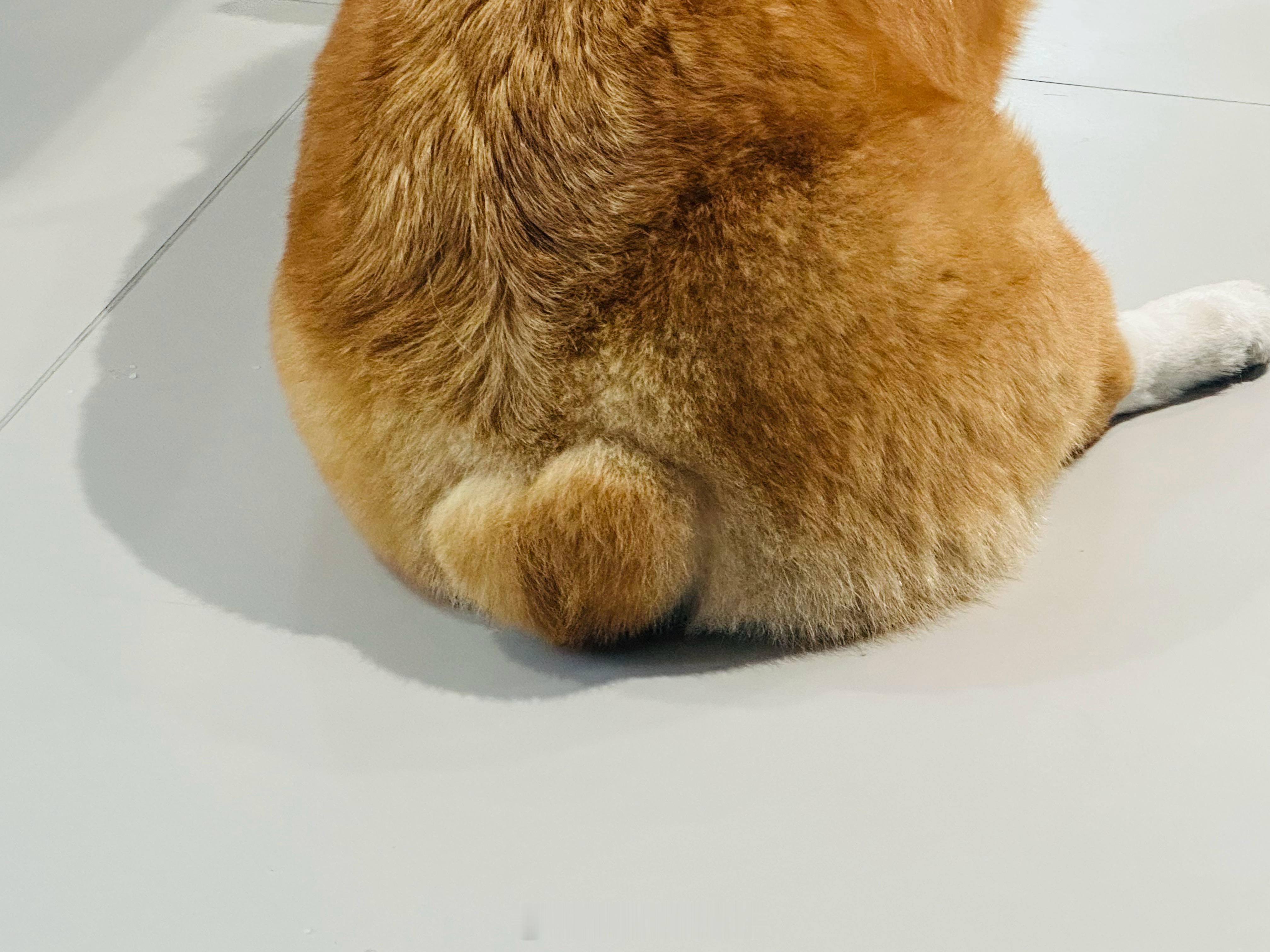 今日打工偶遇一只超可爱的🐶！ 