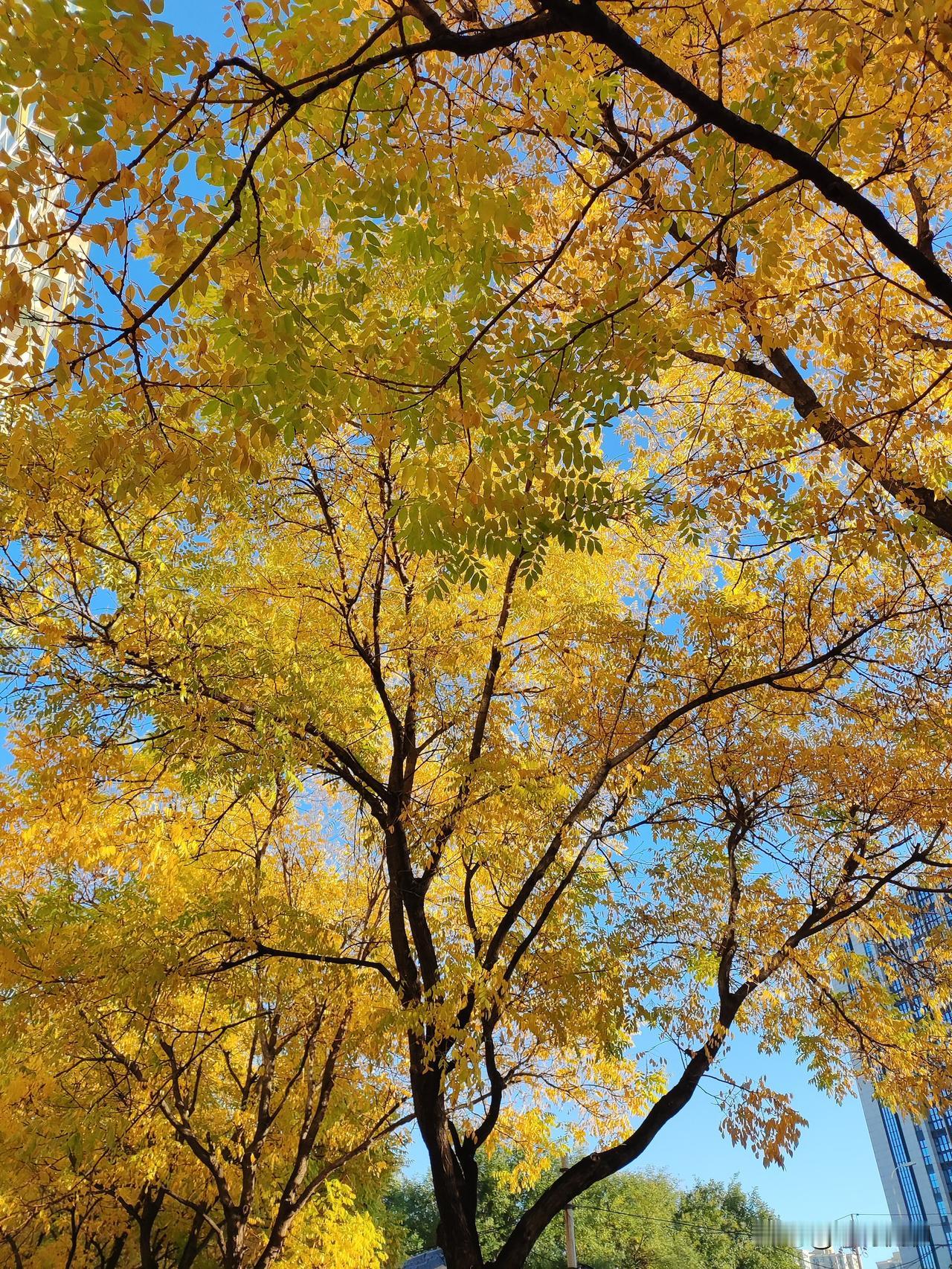 日语发音有其独特的规则和特点，以下从元音、辅音、音节、发音注意事项等方面为你详细