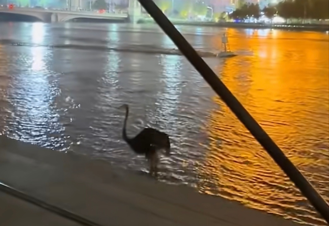 台风天气影响连续降雨，沙颖河水位暴涨导致动物园围栏被冲毁。动物园内的鸵鸟被冲走，