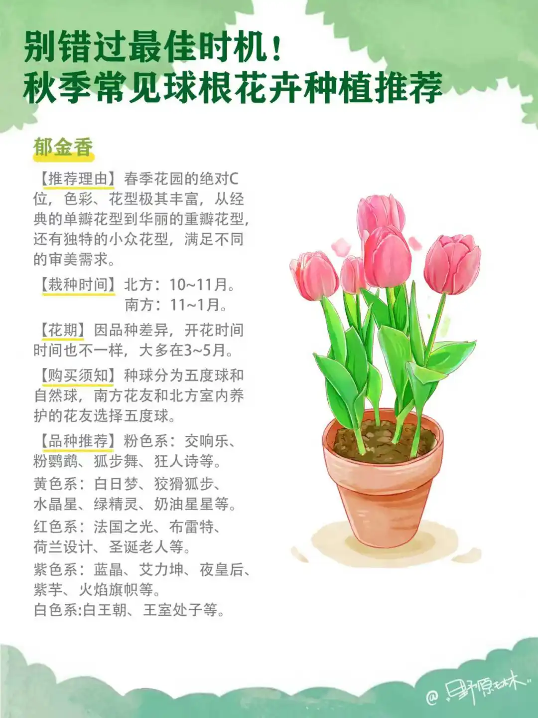 别错过时机！秋季常见球根花卉种植推荐