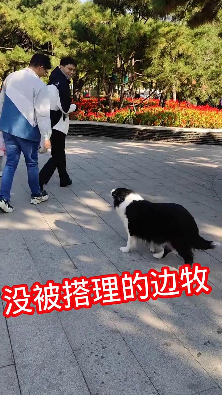没被搭理的边牧。
很失望的边牧，长长叹了口气。生气的表现，挑理的边牧，再叫也不去