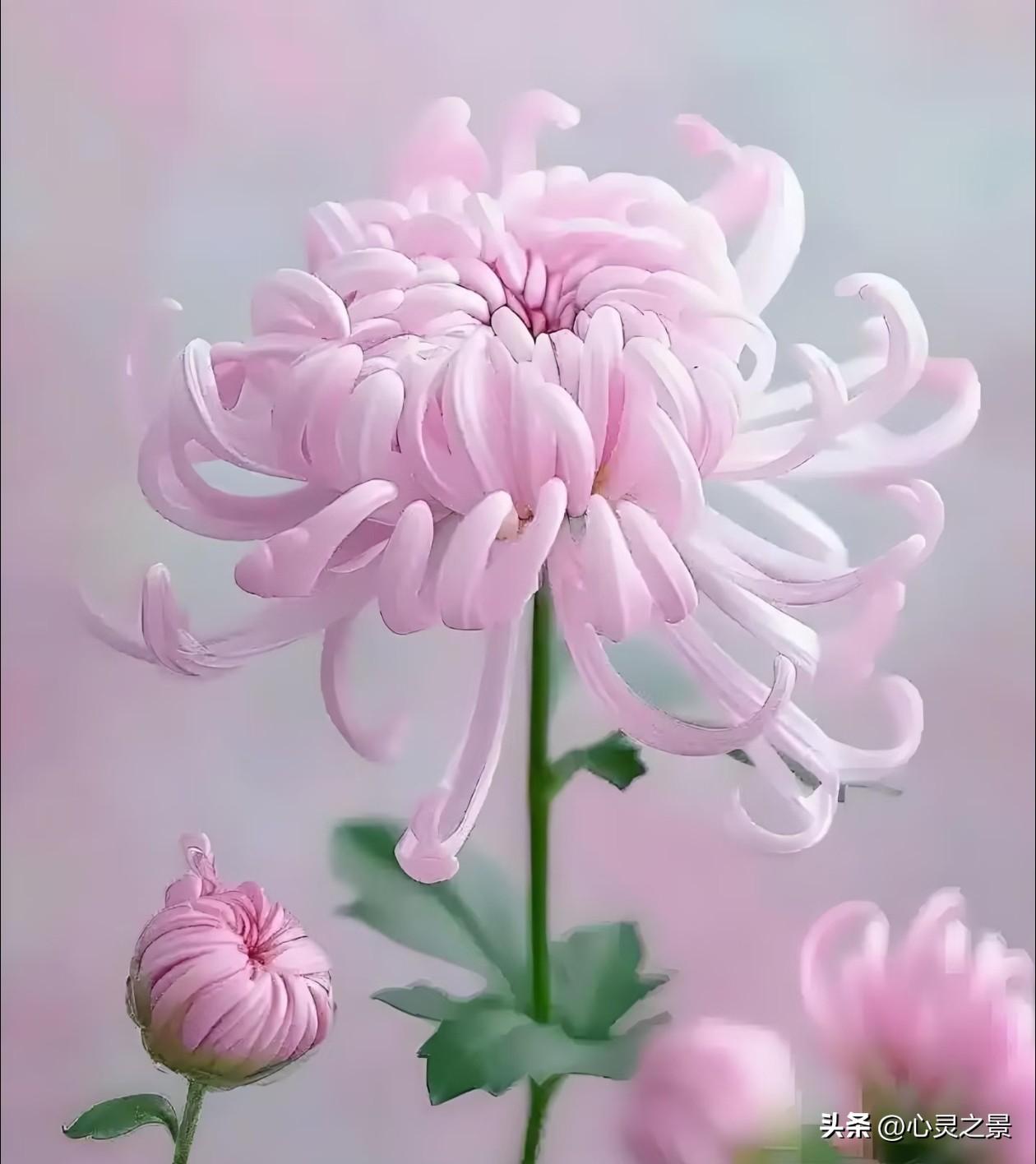 柔粉温婉、赤红热烈、淡紫清雅，三款菊花各有姿态，卷曲绵长的花瓣自在舒展，不攀比色