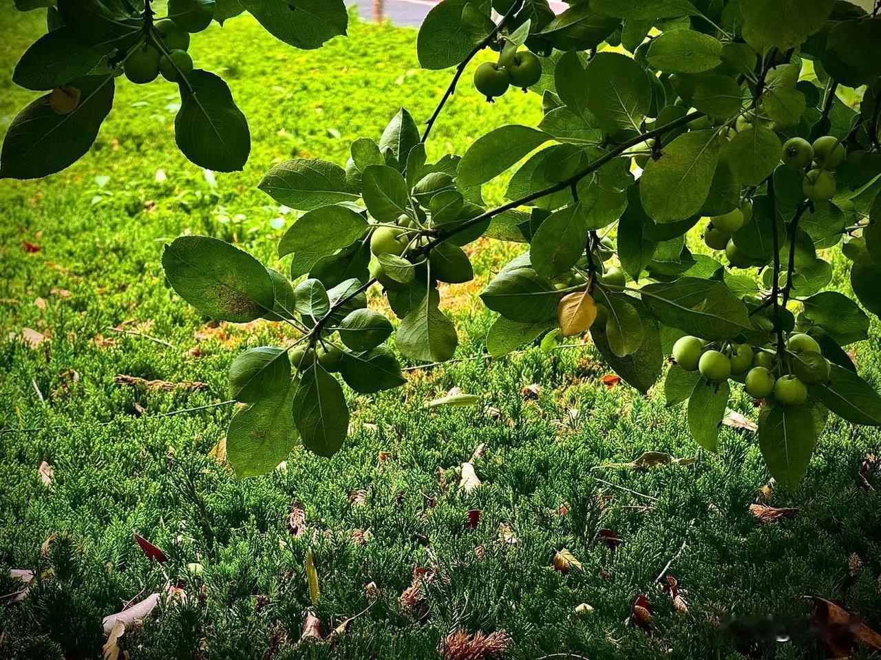 青翠的海棠果
        （原创）
在夏天的深处
一树青翠的海棠果
凝成了未
