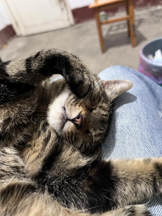 我家猫好像得胃炎了！（没有宠物医院）