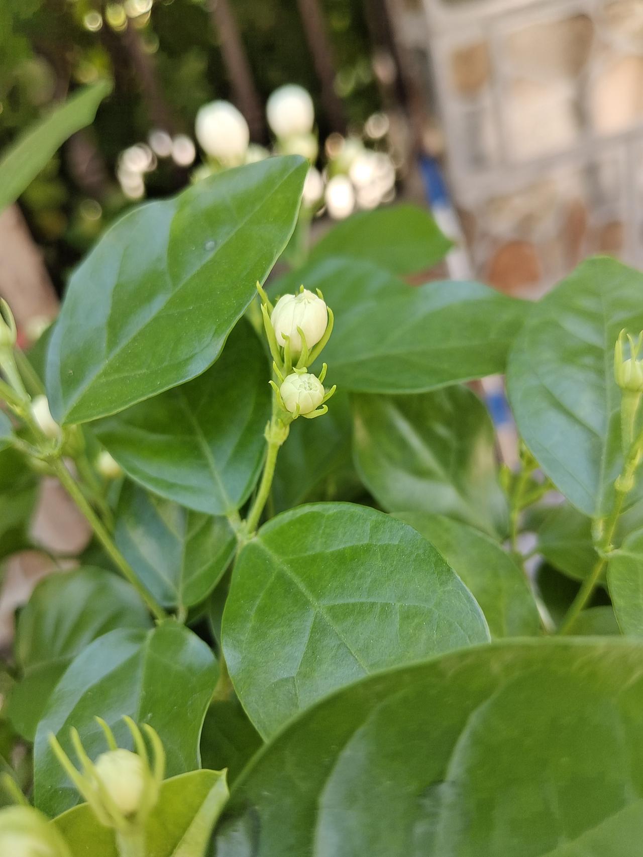 前几天，我和雇主大姐出去溜弯，看到一个卖茉莉花的，十五块钱一盆。大姐给他还价十块
