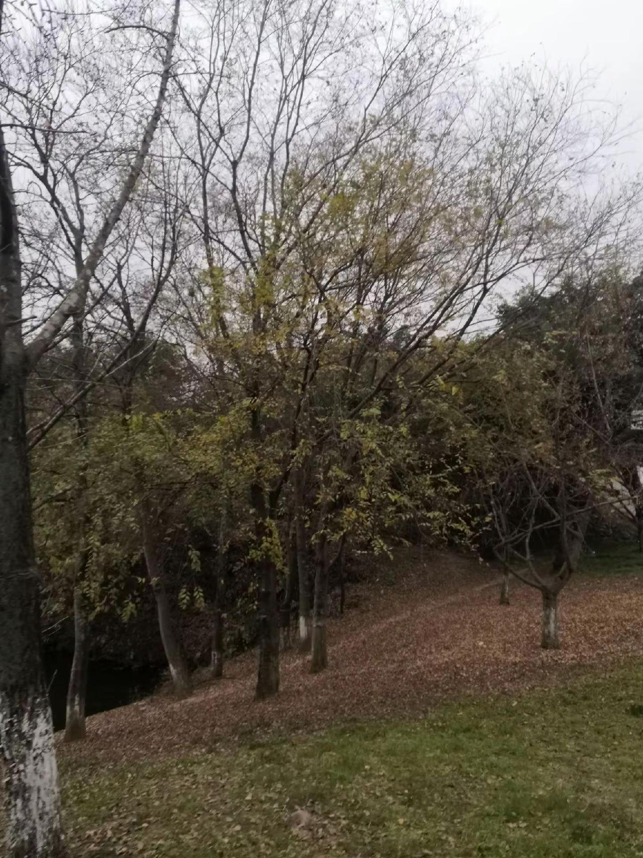 生活记录 花树盛开 风景旅游 一棵会开花的树 大自然