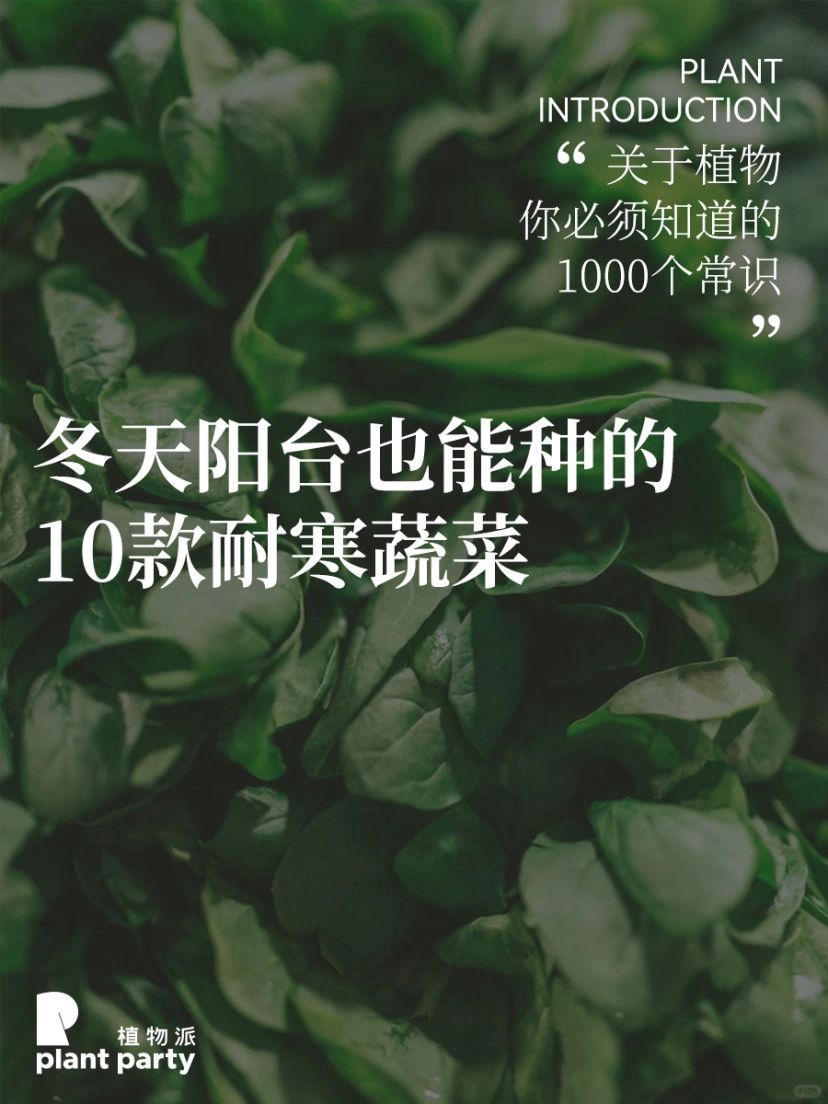 冬天也能蔬菜自由‼️10款阳台可种耐寒蔬菜