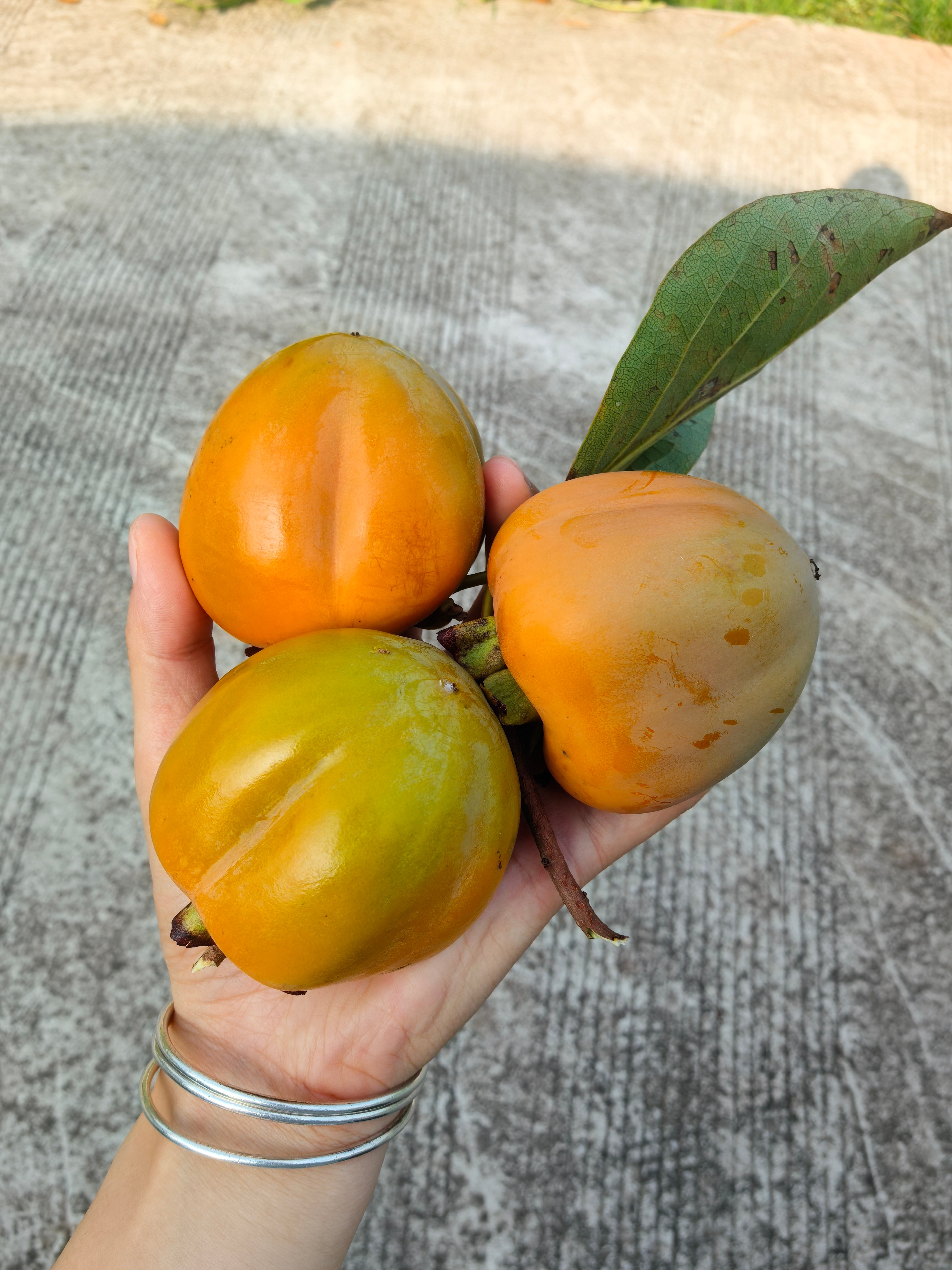 一早成都闪现老家，摘柿子 ​​​