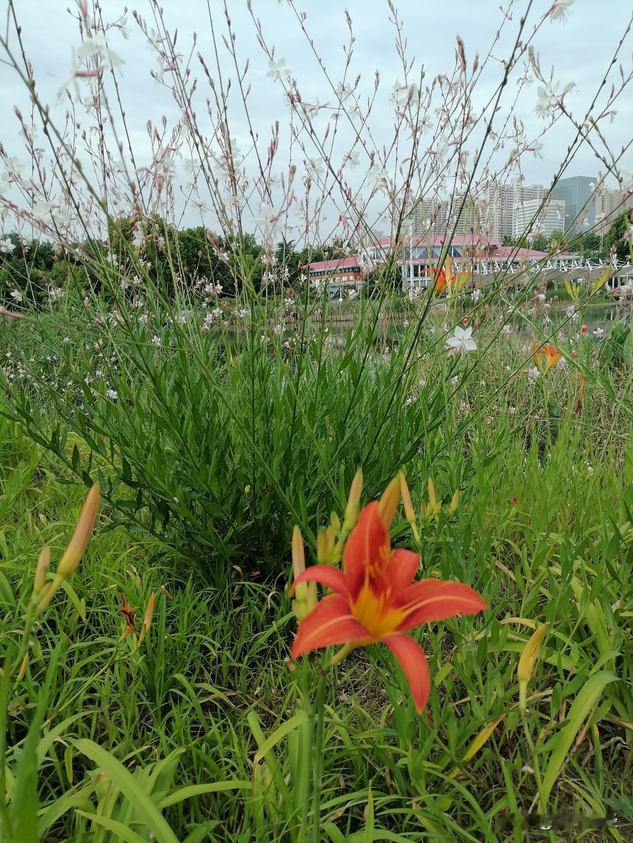 相册里的花花草草花花草草，红粉黄白，各种各样的花朵不停的盛开！
