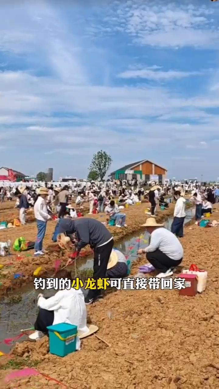 千人钓虾窑烤活动，引爆农庄周末客流。
合肥某农庄花8万元挖水沟、种水草、投放小龙