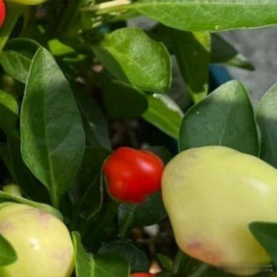 五彩椒种植：1.  土壤：选择疏松、肥沃、排水良好的土壤，可以在普通园土中加入一