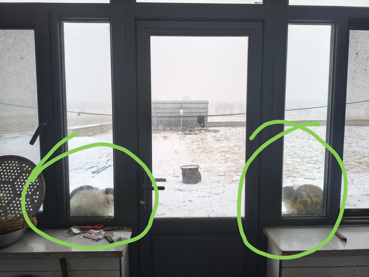 下雪也不让它俩进屋，只能蹲在窗台上充当门神了！