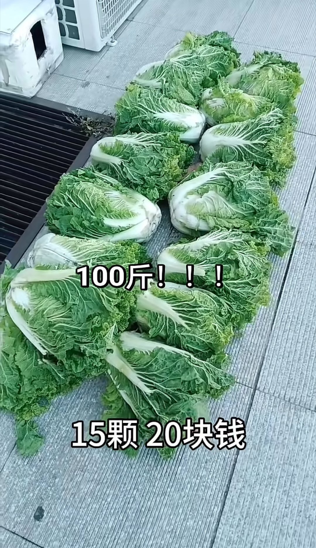 北方的朋友让一让，给南方的作家朋友看一下，100斤白菜就这个样子，以前北方冬天家