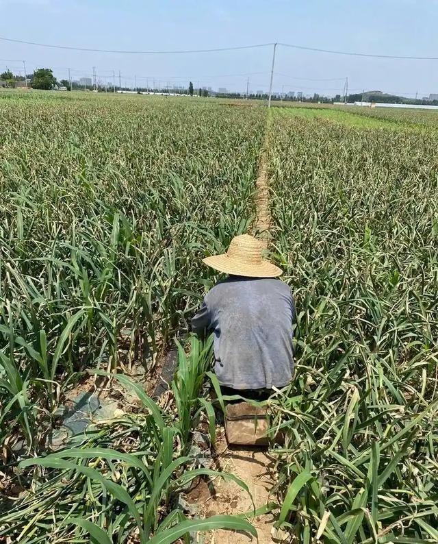 现在我们国家面临一个很矛盾的问题，大家都知道农民种地赚不到钱，但粮食价格又不能上