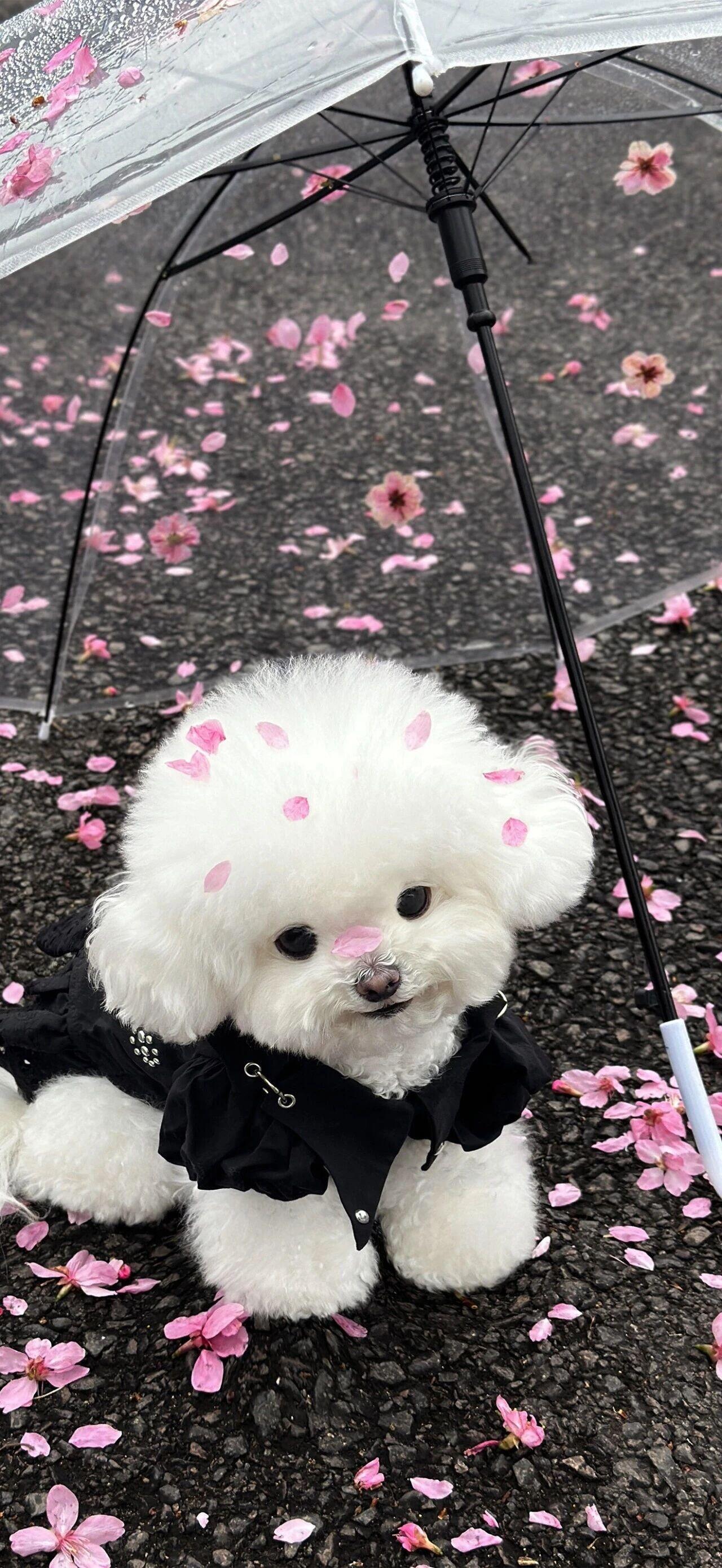 萌宠可爱壁纸｜在世界的角落找到属于我的你🐾 ​​​