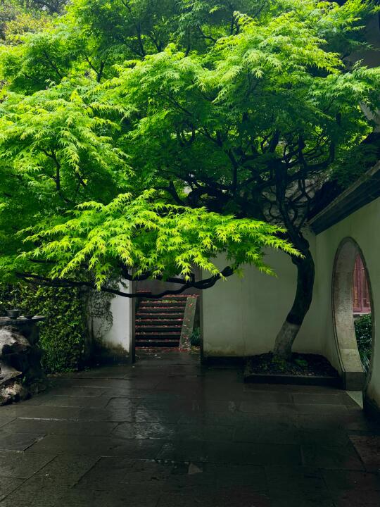 杭州不愧是一个喜木的城市🌳🍃