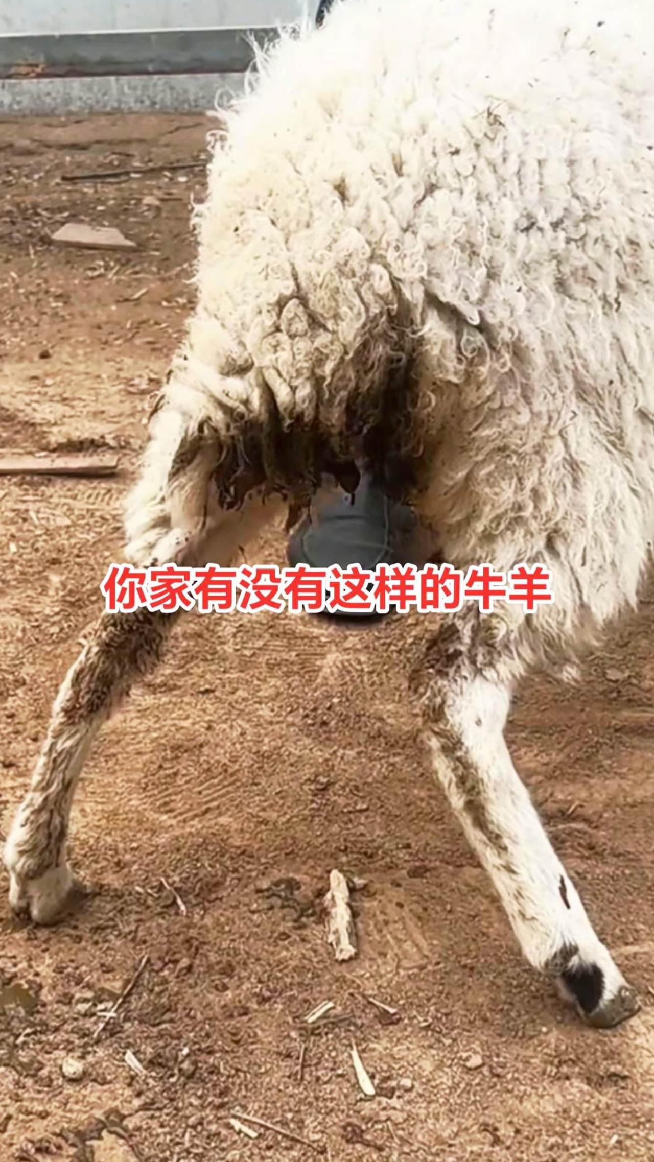 养牛人 农村养羊牛羊养殖