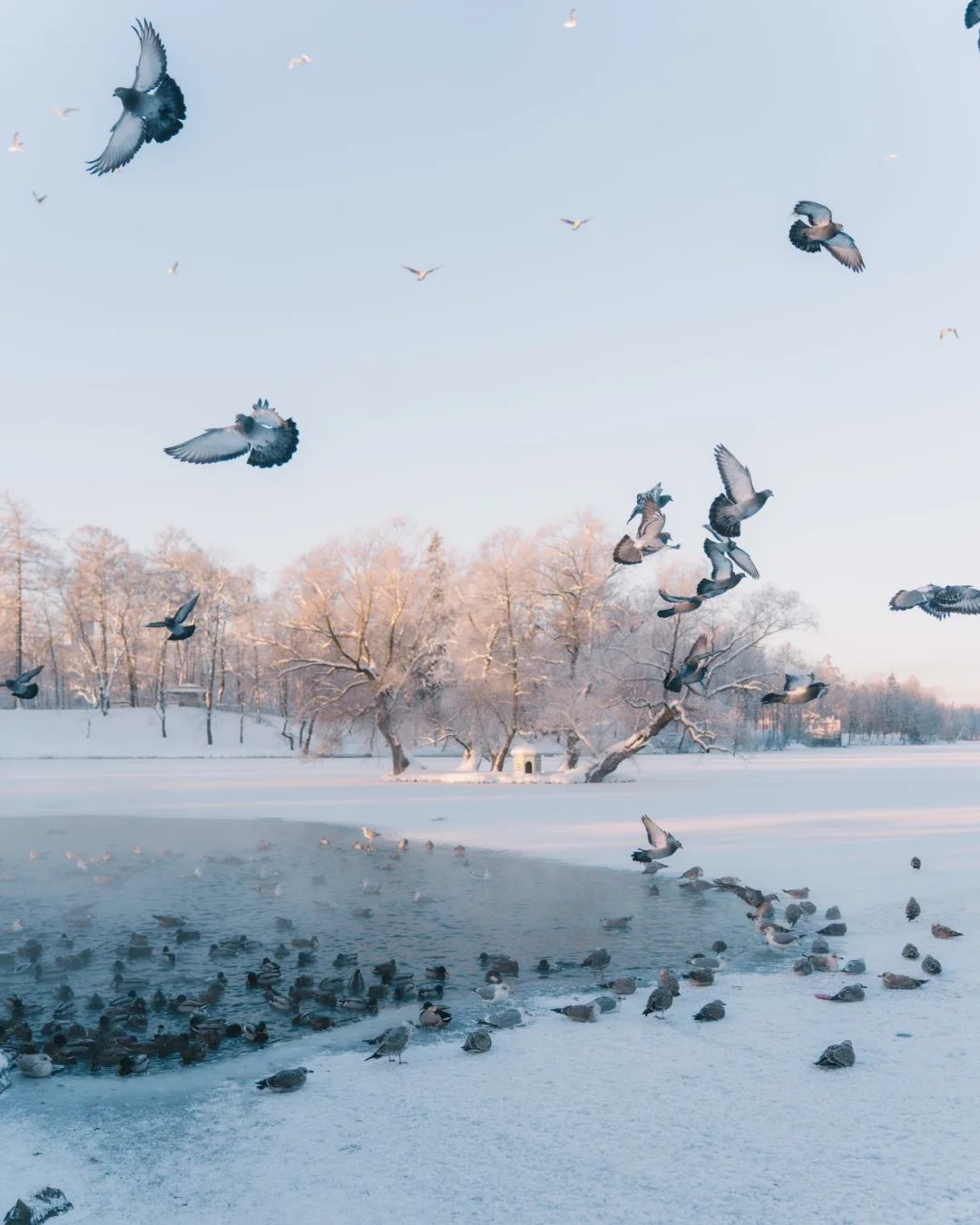 怎么办，想念白雪皑皑的日子了