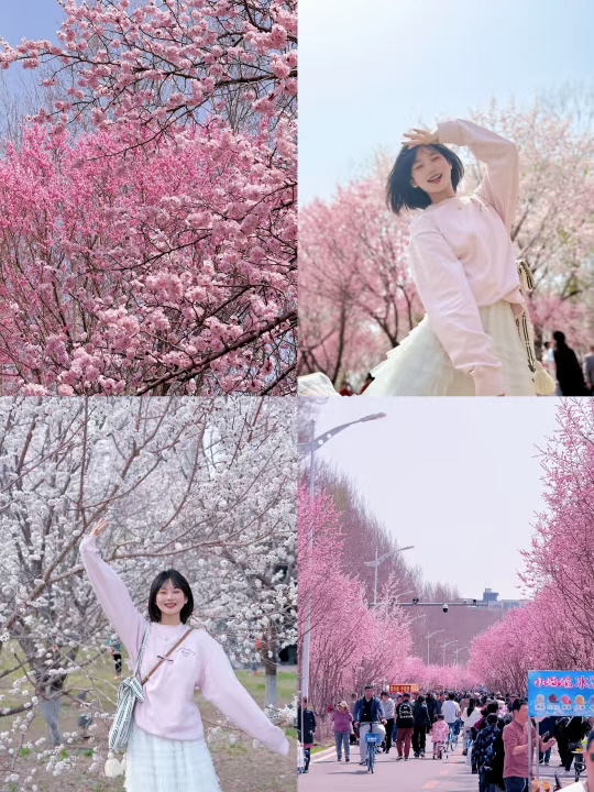 长春的春 盛开在伊通河畔