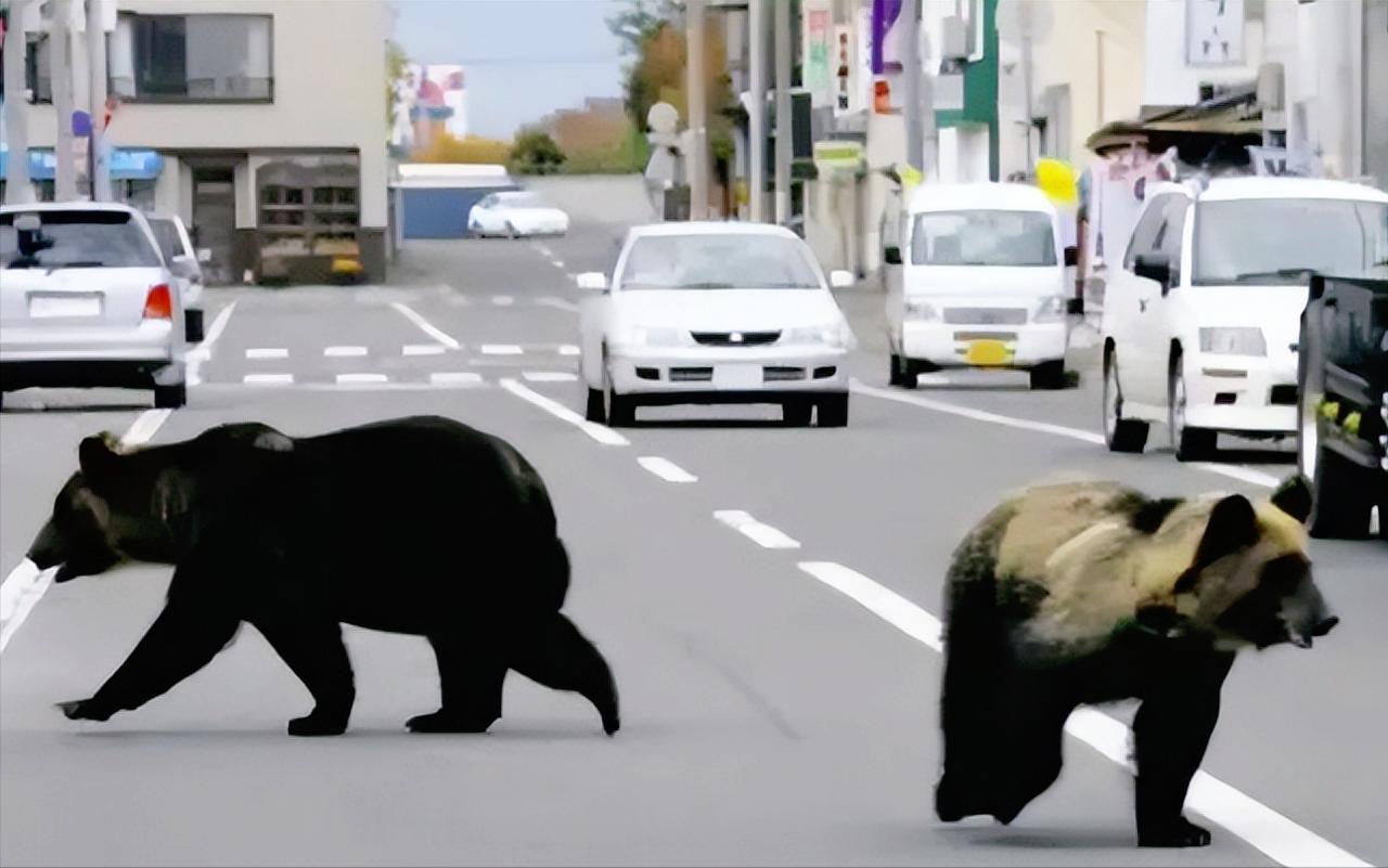 日本的猎熊数据一出来，不少人都吓了一跳，还不到一年居然捕了9765头熊，这是20
