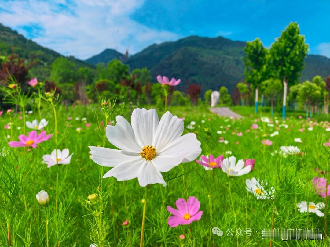 毕业季专属礼遇｜秦岭国家植物园邀考生免费入园
毕业旅行不用花大钱！秦岭国家植物园