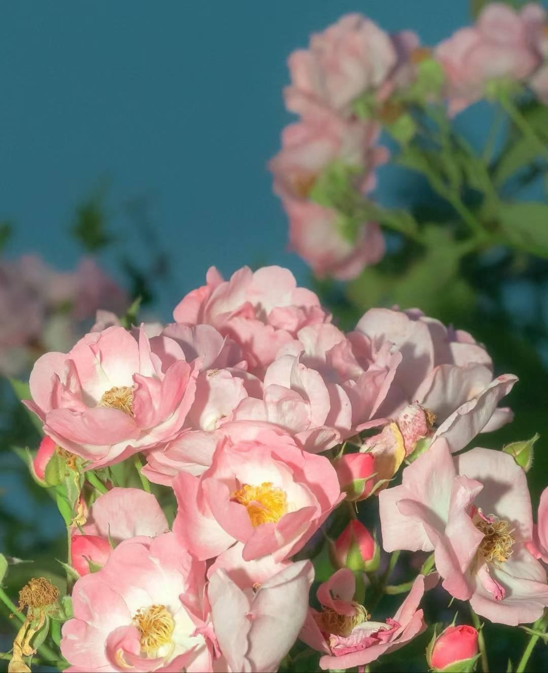 粉嫩玫瑰盛开，春日暖阳下的浪漫绽放