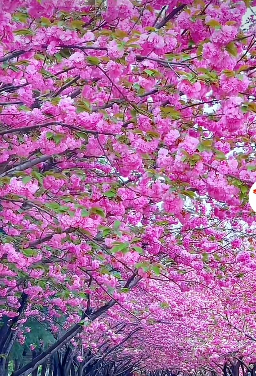 看看历年小阳春北京新房、二手房到底成交量有多大？

“小阳春”历来均为全年成交量