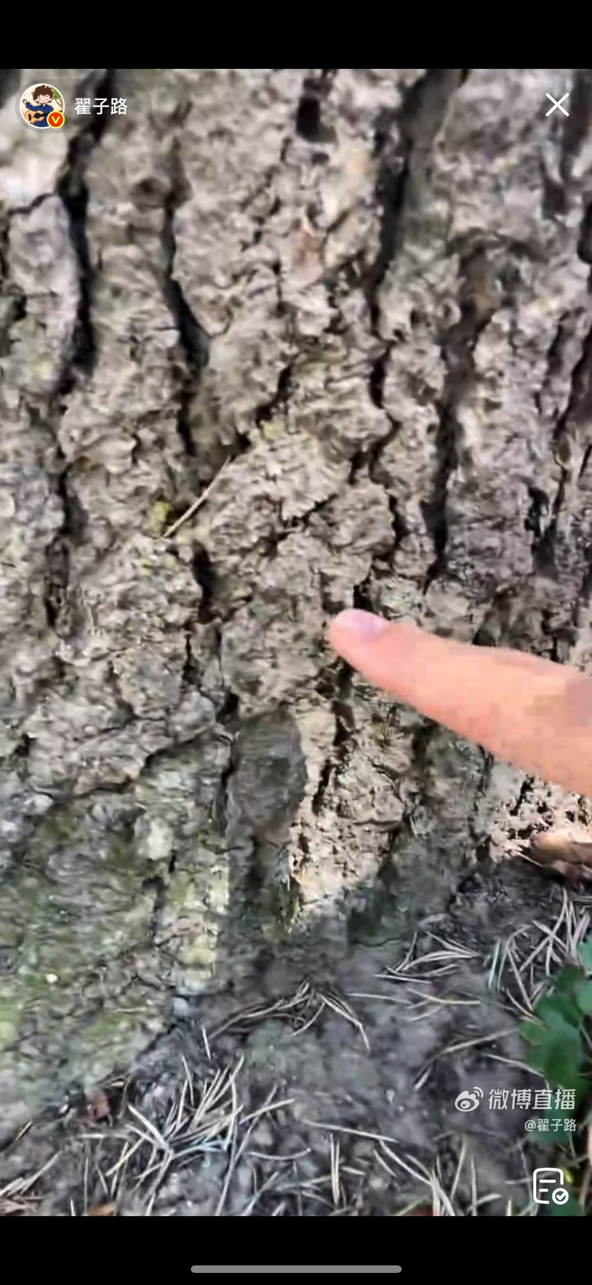 翟子路米兰直播带粉丝集体沉浸式看蚂蚁🐜把小时候的童趣分享给粉丝，这帅哥也太纯真