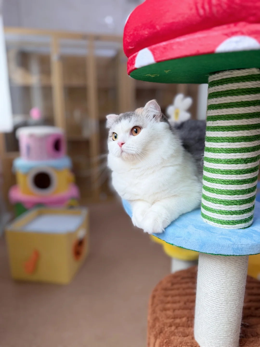 猫咪寄养、500🈷️、有监控