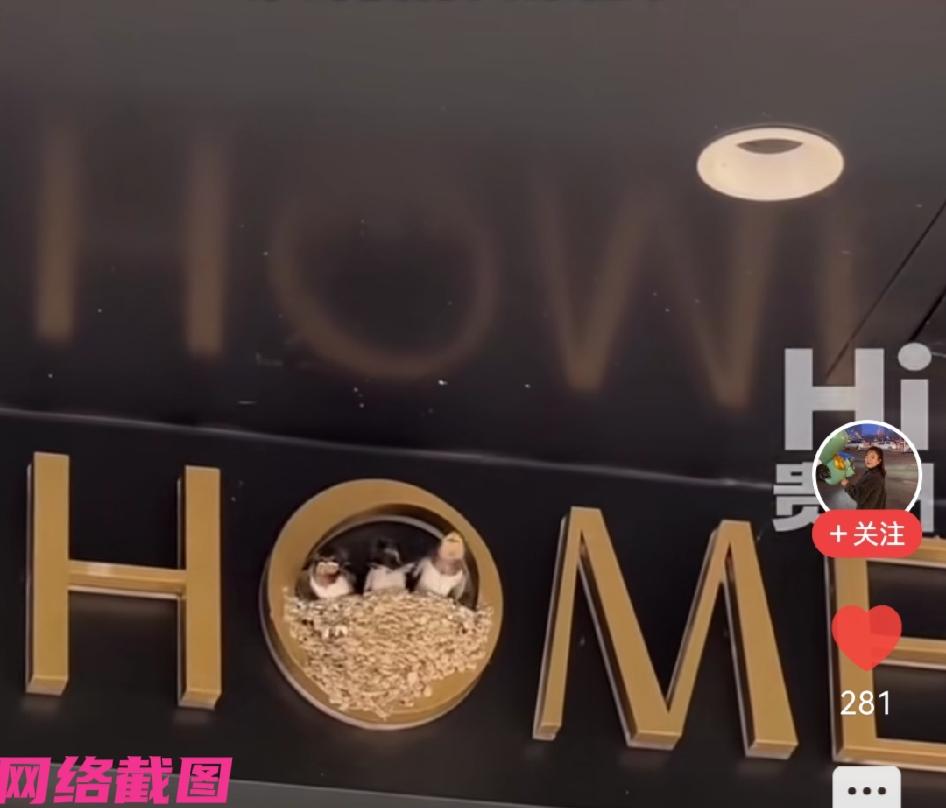 贵州黄平某家纺店门前的招牌上，因一家燕子在此筑巢而走红被众人所见，这一刻众人被眼