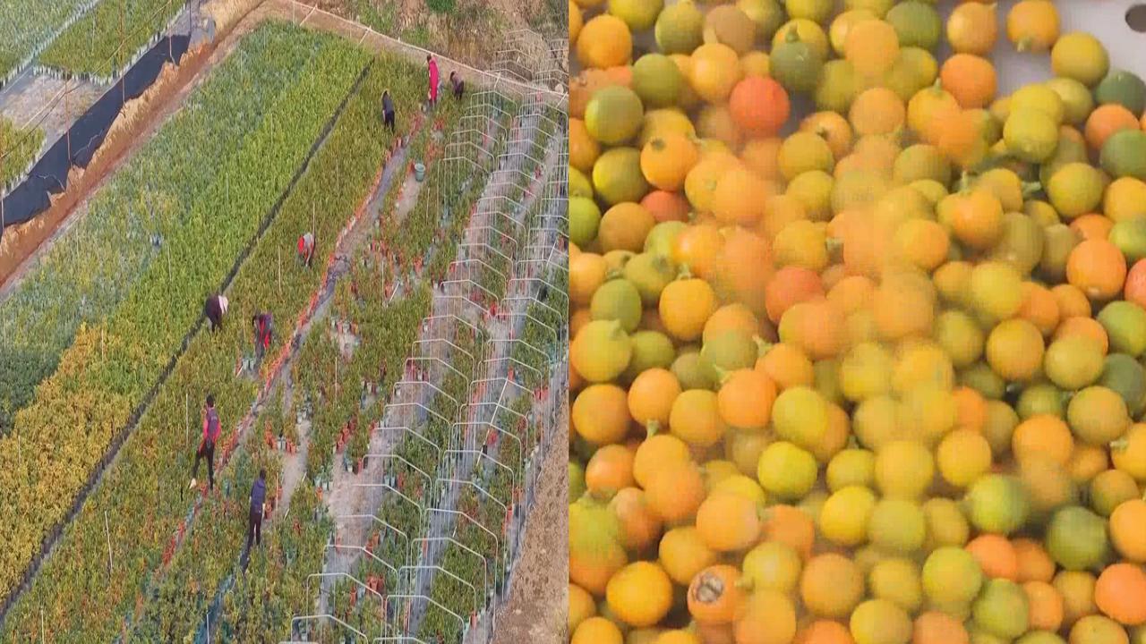 百年农耕传承结硕果！永春金豆跻身中国重要农业文化遗产名单