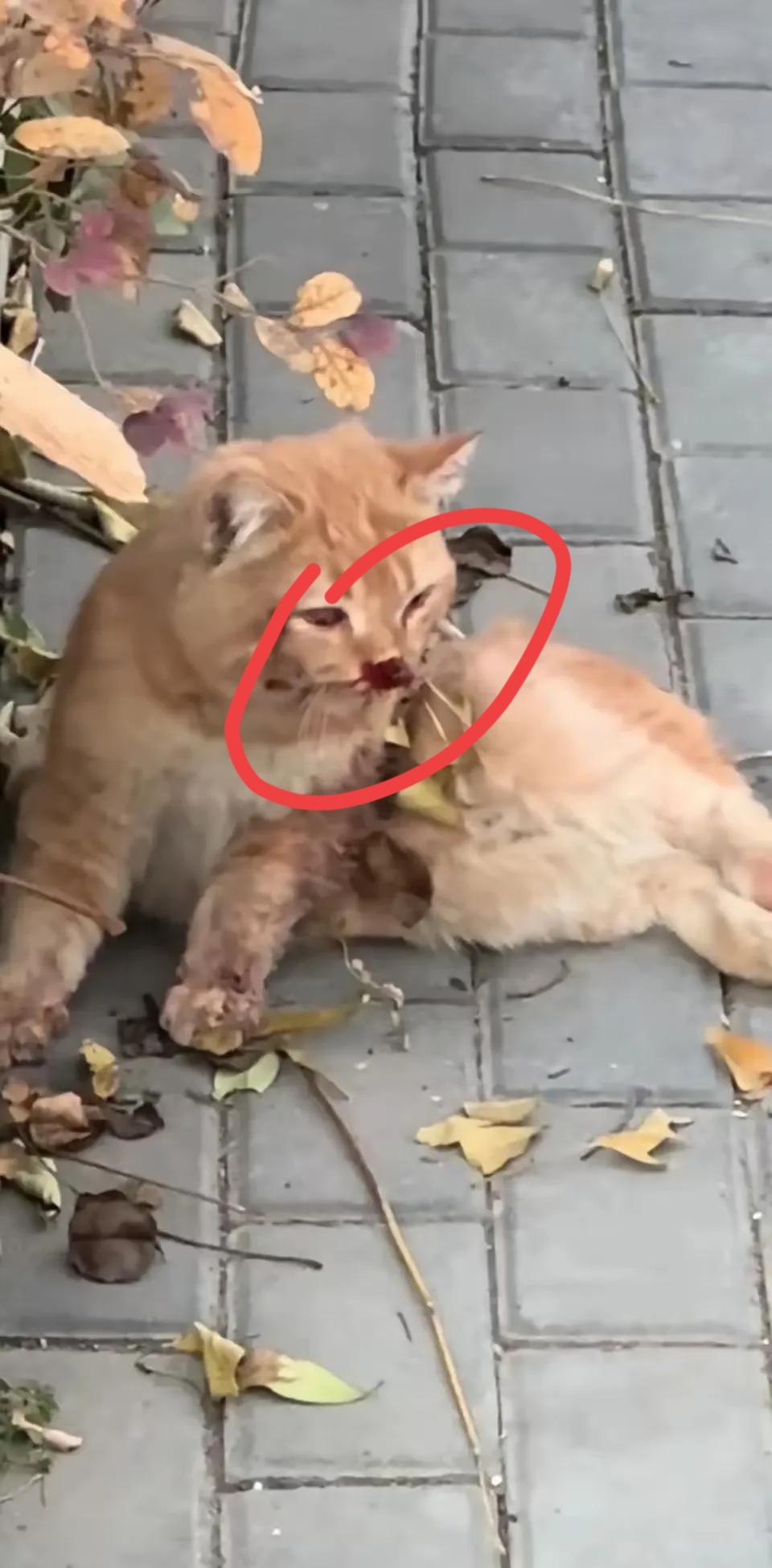 一只可怜的橘猫被主人遗弃了，这天它被一群顽皮的孩子追着打了一顿，嘴巴被打破，脚也