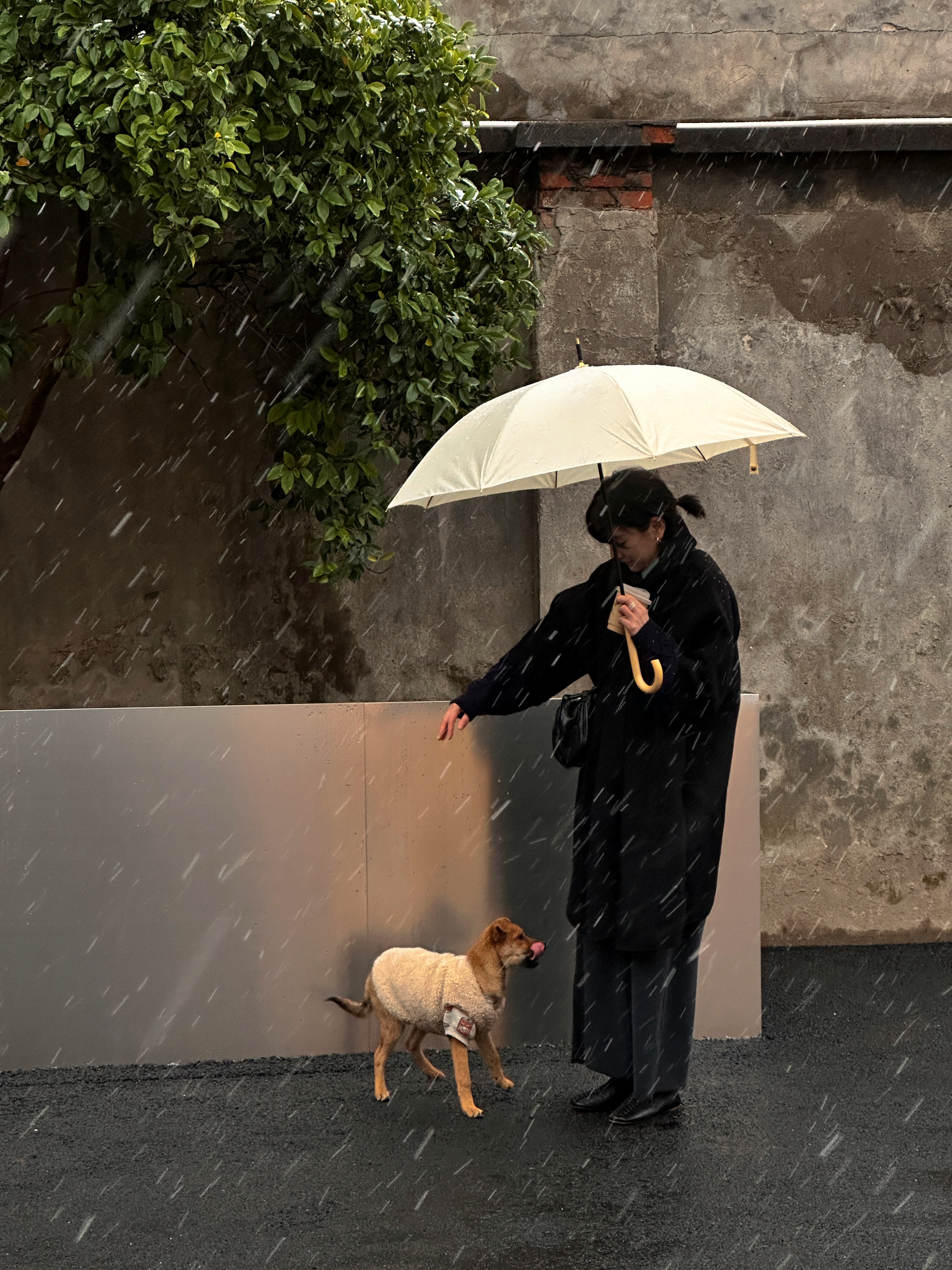 并不是她话少，而是生活变成了一种她不会讲的外语。丨米亚·科托《母狮的忏悔》 