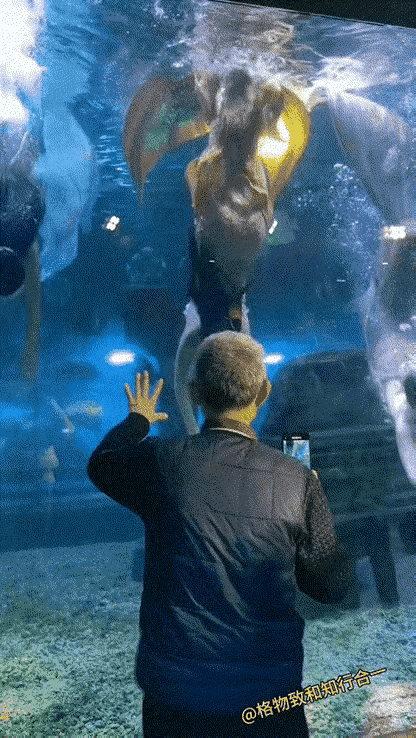 男人不挂墙上都不老实，大爷海洋馆撩美人鱼笑翻众人
 
“男人不挂墙上都不老实”这