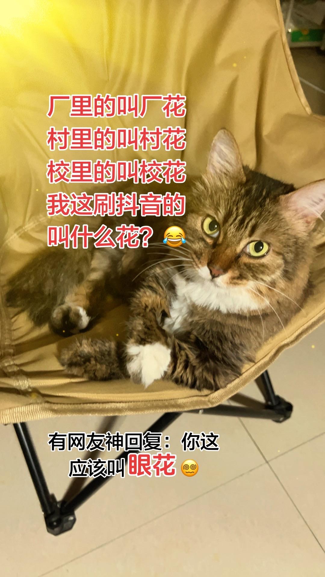 厂花村花校花，刷抖音的我被叫眼花😂 快来评论区说说你的叫法，喜欢小狸花点个赞！
