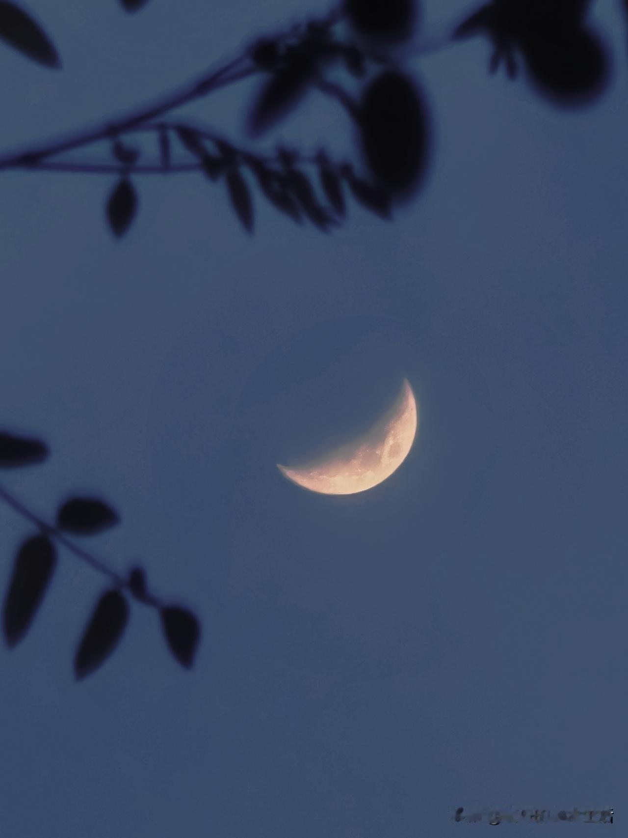 拐过街角的路灯，扑面而来的梧桐花香，很浓郁，仿若沁在花海中。

才想起，那紫色的